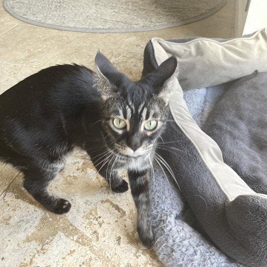 chat Bengal black silver marble Panthera Wild and Sweet