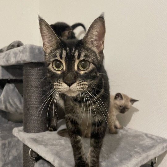 chat Bengal black silver marble Panthera Wild and Sweet